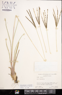 Eustachys petraea image