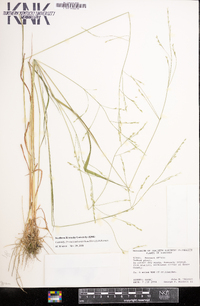 Festuca subverticillata image