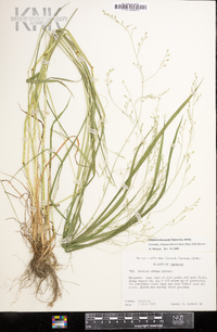 Festuca subverticillata image