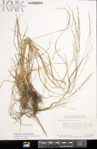 Festuca subverticillata image