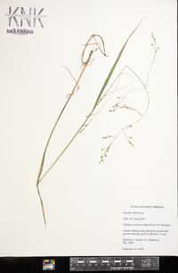 Festuca subverticillata image