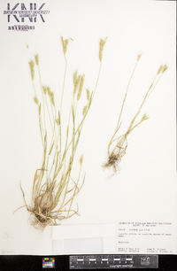 Hordeum pusillum image