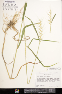 Elymus hystrix image