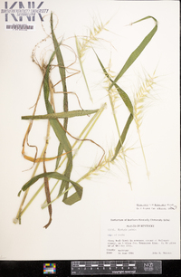 Elymus hystrix image