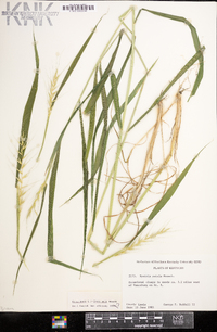 Elymus hystrix image