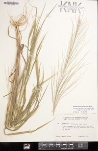 Leptochloa panicea subsp. brachiata image