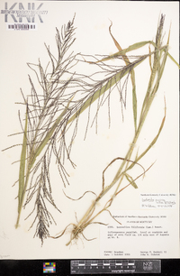 Leptochloa panicea subsp. brachiata image