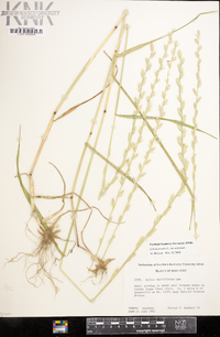 Lolium perenne subsp. multiflorum image