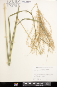 Miscanthus sinensis image