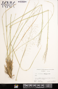 Muhlenbergia capillaris image