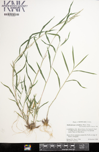 Muhlenbergia frondosa image