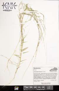 Muhlenbergia schreberi image