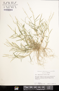 Muhlenbergia schreberi image