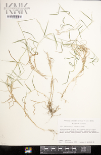 Muhlenbergia schreberi image