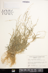 Muhlenbergia schreberi image