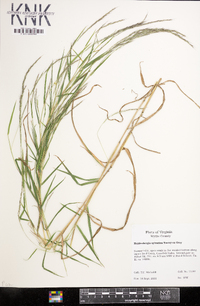 Muhlenbergia sylvatica image