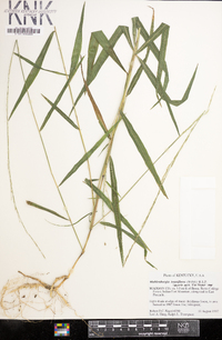 Muhlenbergia tenuiflora image