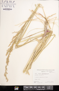 Panicum amarum image