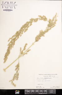 Panicum amarum image