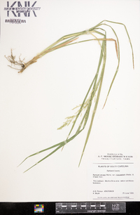 Panicum rhizomatum image