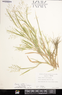 Panicum campestre image