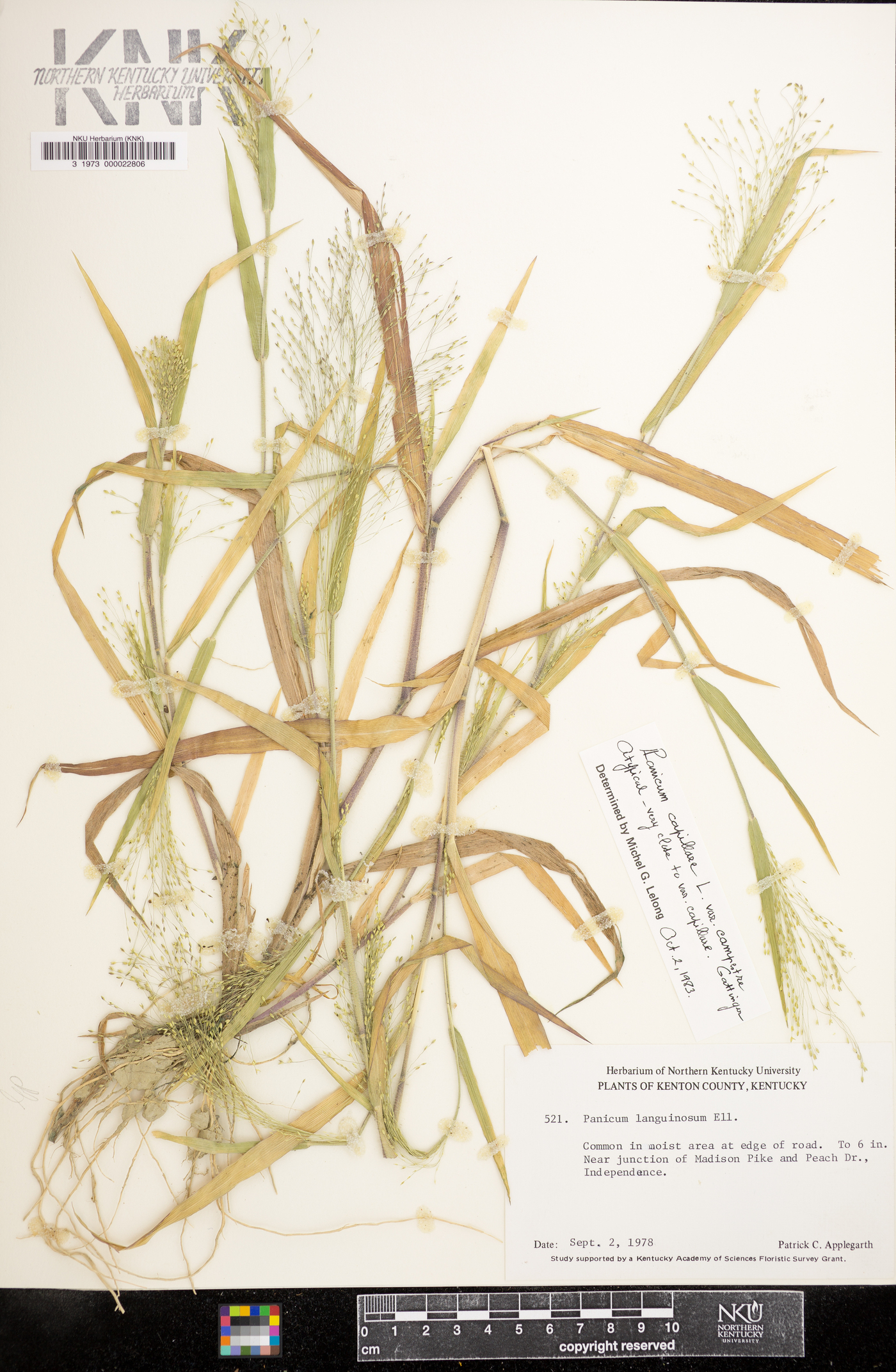 Panicum campestre image