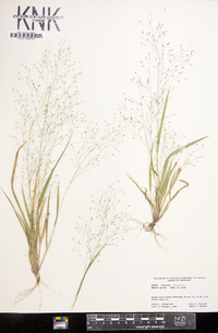 Panicum flexile image