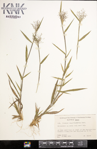 Dichanthelium acuminatum subsp. longiligulatum image