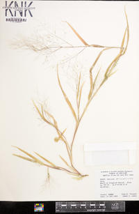 Panicum philadelphicum image