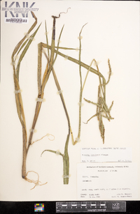 Paspalum boscianum image