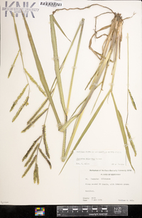 Paspalum dilatatum image