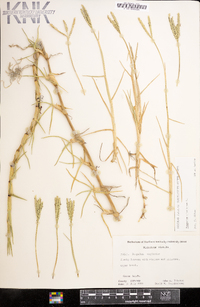 Paspalum distichum image