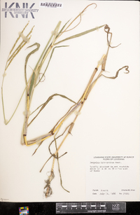 Paspalum wrightii image