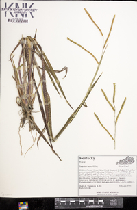 Paspalum laeve image