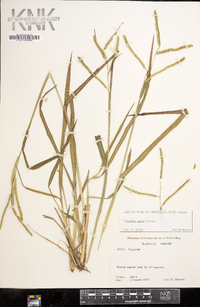 Paspalum laeve image