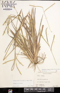 Paspalum laeve image