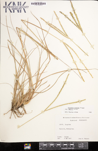 Paspalum notatum var. saurae image