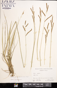 Paspalum plicatulum image