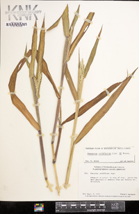 Paspalum pubiflorum image