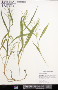 Paspalum repens image