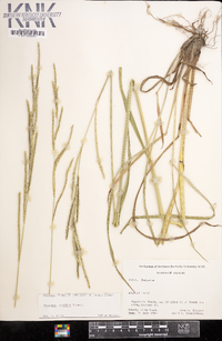 Paspalum urvillei image