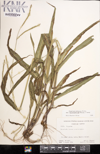 Paspalum setaceum var. ciliatifolium image