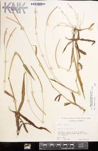 Paspalum setaceum var. ciliatifolium image