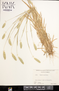 Phalaris caroliniana image