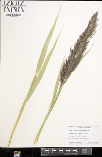 Phragmites australis image