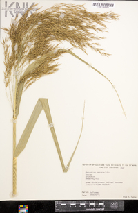 Phragmites australis image