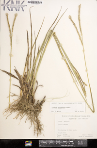 Paspalum floridanum image