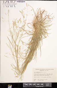 Poa autumnalis image