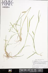 Poa sylvestris image