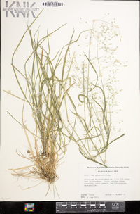 Poa sylvestris image